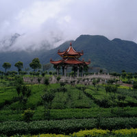 Tea Club - Season 2, Chapter 3: Wulong Tea 乌龙茶 - Eastern Leaves