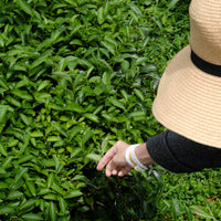 Tea Club - Season 2, Chapter 3: Wulong Tea 乌龙茶 - Eastern Leaves