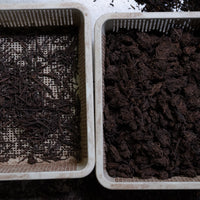 2024 Naka Shu Pu'er tea: Cha Tou 茶头