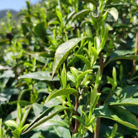 Song Luo 松萝 - Green Tea - Eastern Leaves