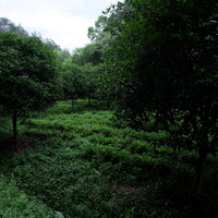 Tea Club - Season 2, Chapter 2: Green Tea 绿茶 - Eastern Leaves