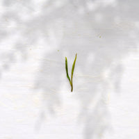 2022 Anjibaicha 安吉白茶, pre-Qingming - Eastern Leaves