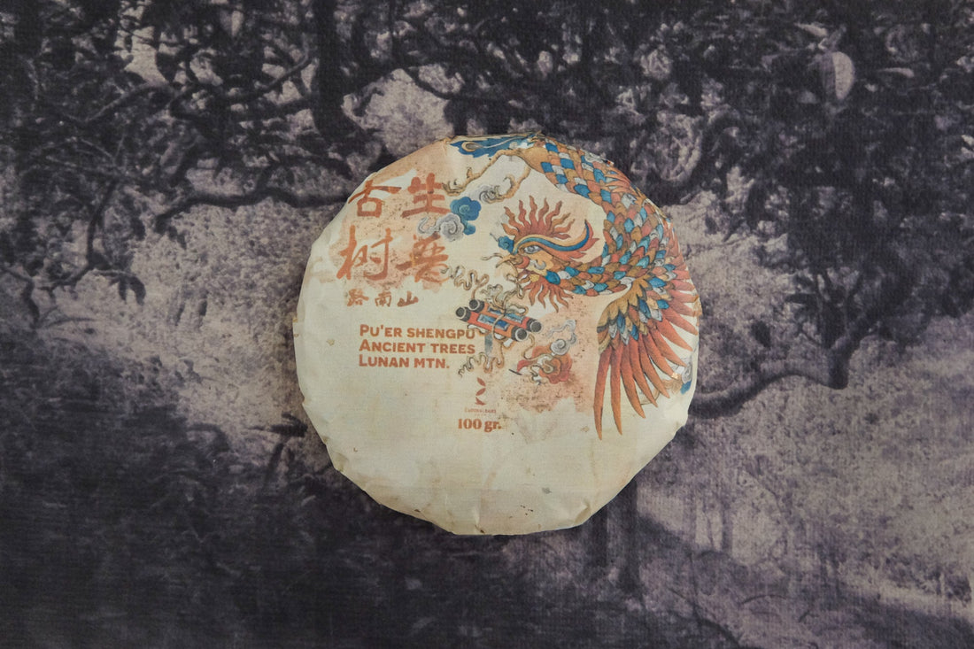 2024 Pu'er Shengpu, Ancient Trees Stone - pressed cake - Eastern Leaves