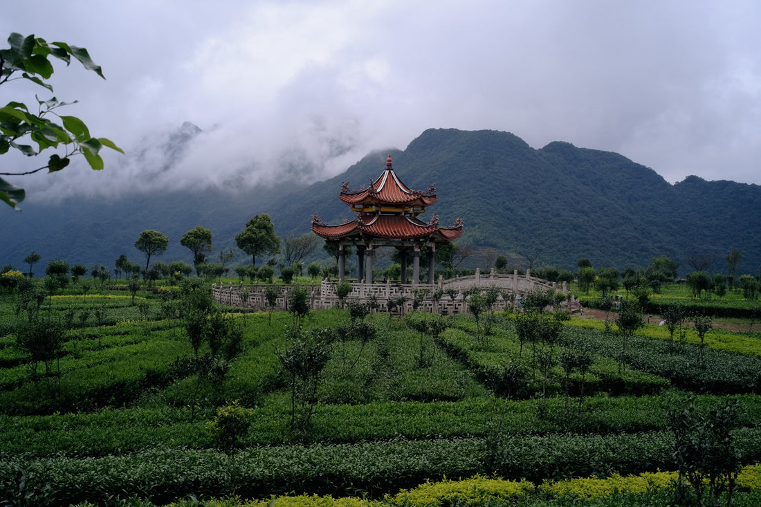 Tea Club - Season 2, Chapter 3: Wulong Tea 乌龙茶 - Eastern Leaves