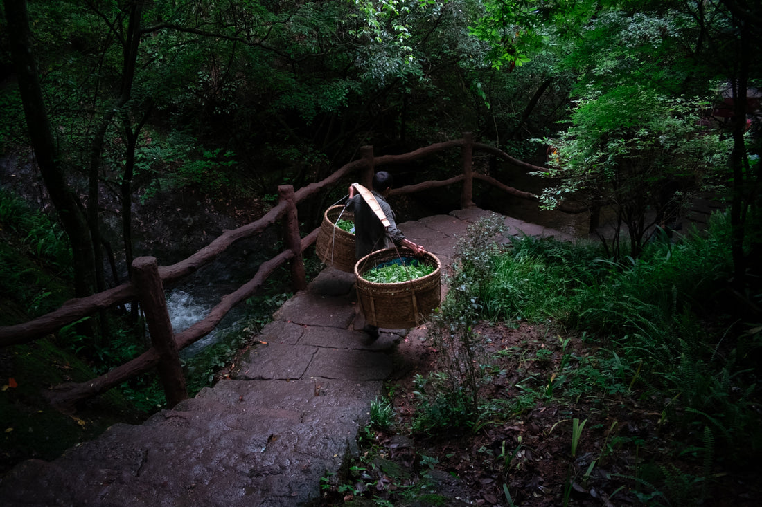 Tea Club - Season 2, Chapter 3: Wulong Tea 乌龙茶 - Eastern Leaves
