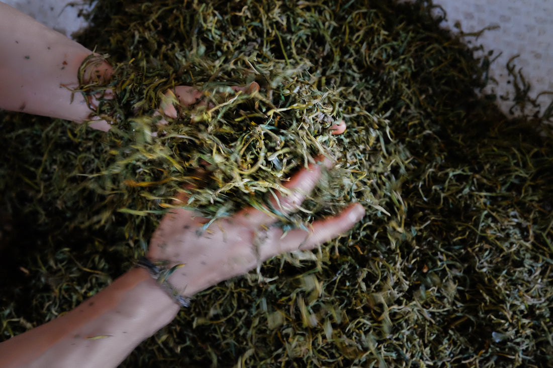 Tea Club - Season 2, Chapter 4: Red Tea 红茶