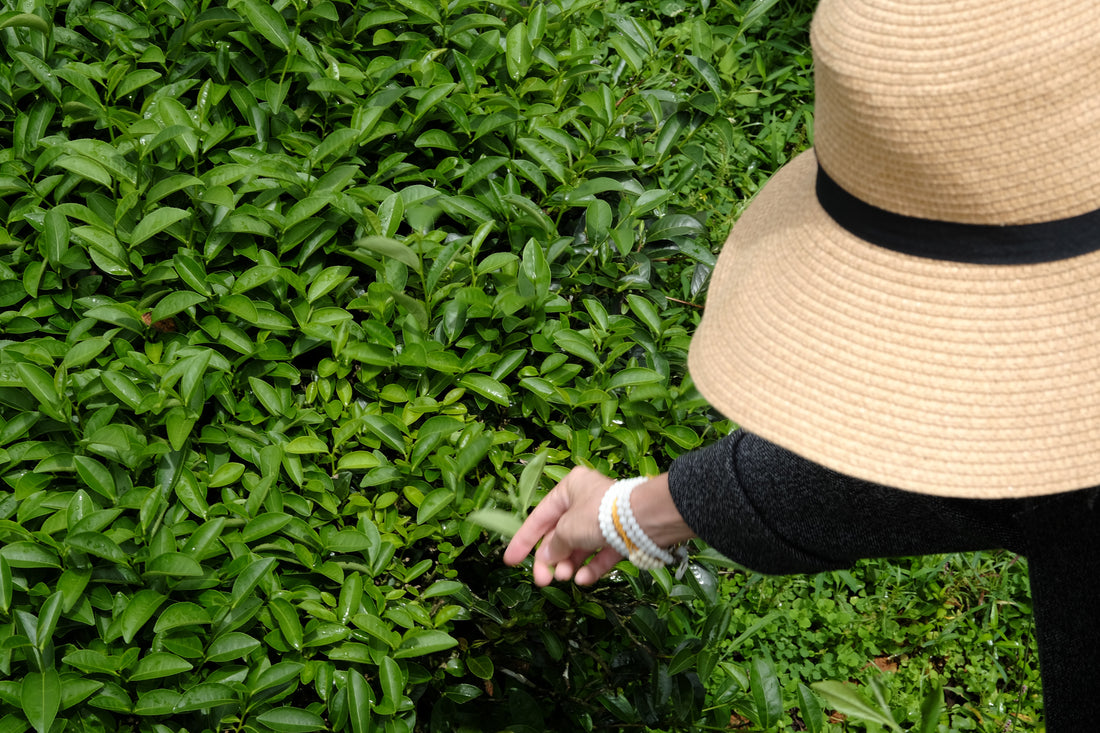 Tea Club - Season 2, Chapter 3: Wulong Tea 乌龙茶 - Eastern Leaves