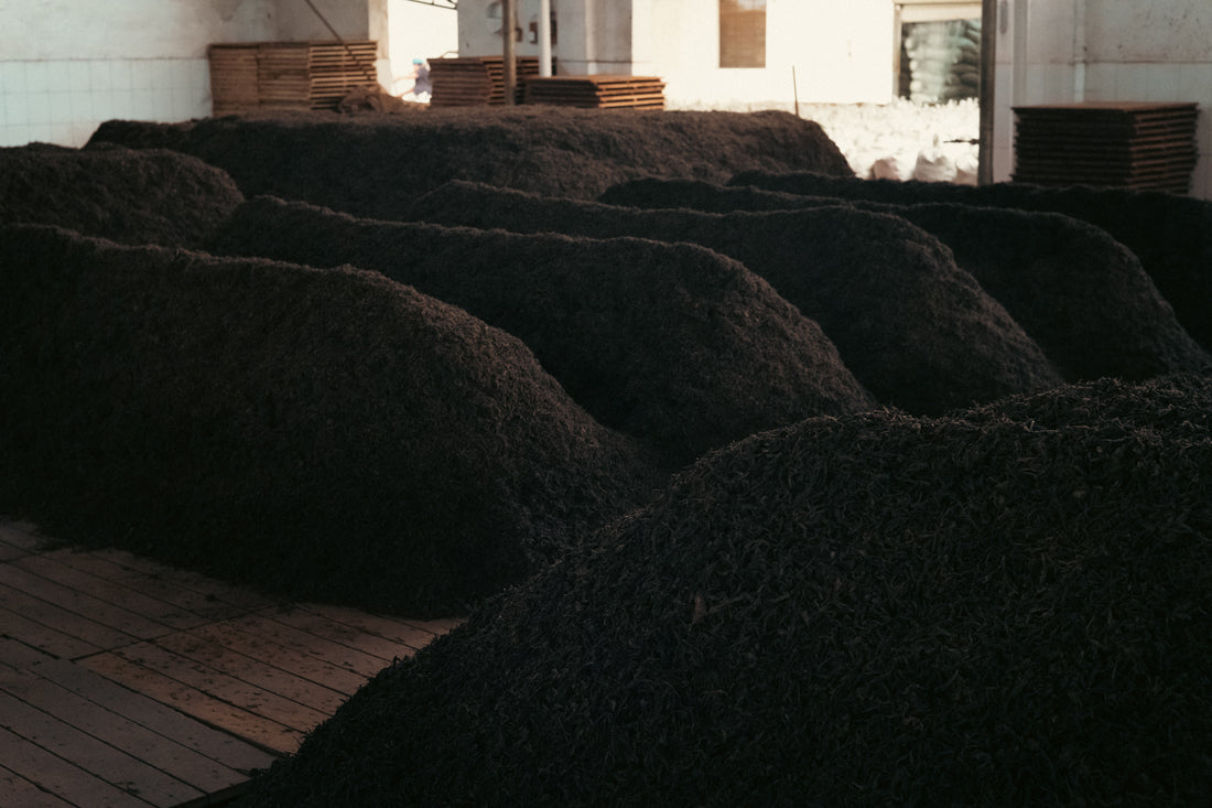 2024 Naka Shu Pu'er tea: Cha Tou 茶头