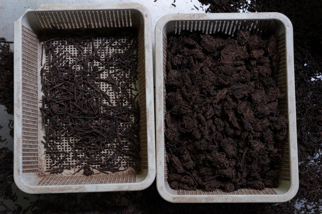 2024 Naka Shu Pu'er tea: Cha Tou 茶头