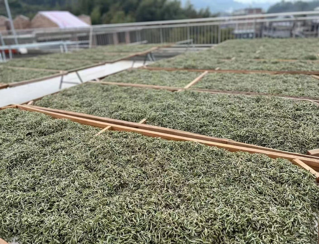 Bai Hao Yin Zhen - Silver Needle White Tea - Eastern Leaves