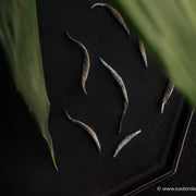 Bai Hao Yin Zhen - Silver Needle White Tea - Eastern Leaves