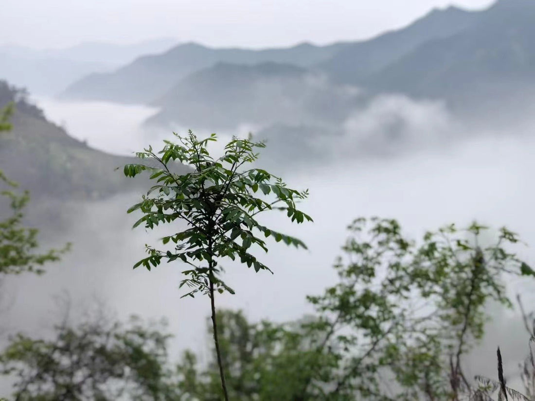 Huangshan Maofeng 黄山毛峰 - Green Tea - Eastern Leaves