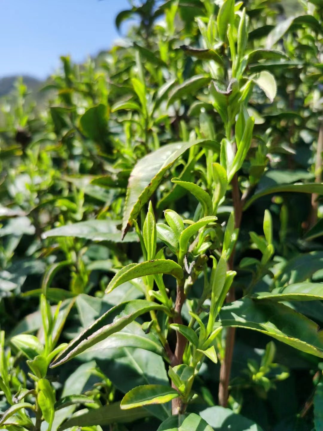 Song Luo 松萝 - Green Tea - Eastern Leaves