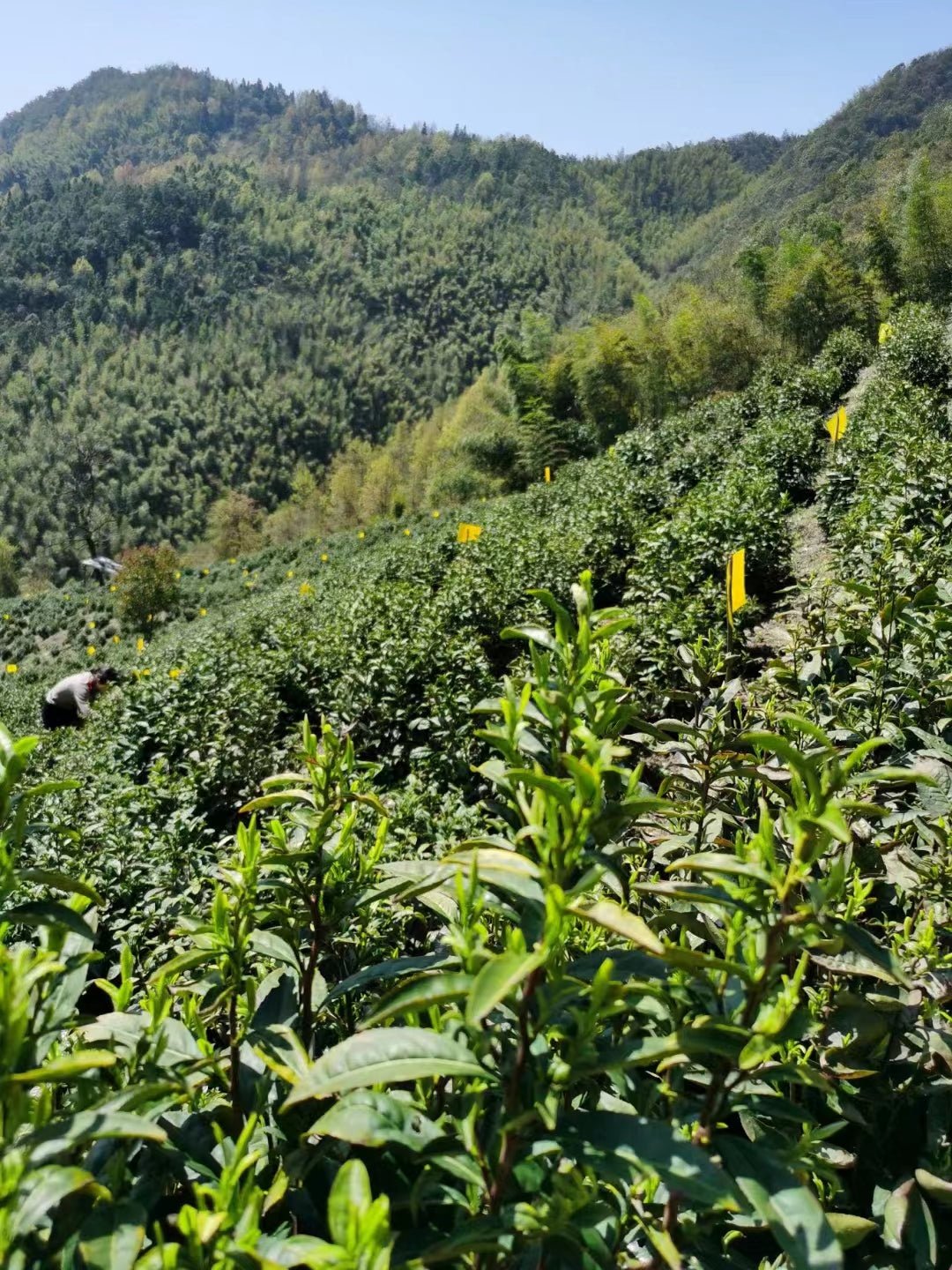 Song Luo 松萝 - Green Tea - Eastern Leaves