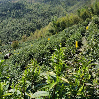 Song Luo 松萝 - Green Tea - Eastern Leaves