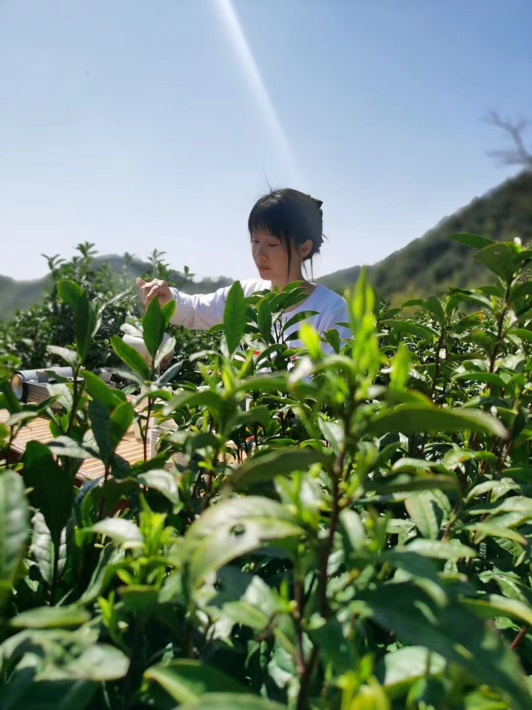 Song Luo 松萝 - Green Tea - Eastern Leaves