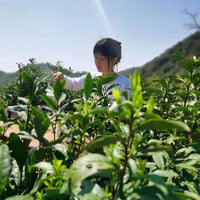 Song Luo 松萝 - Green Tea - Eastern Leaves