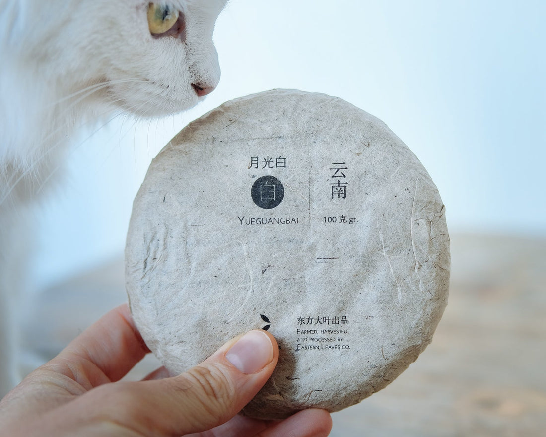 Chinese white tea aged Yueguangbai moonlight from Yunnan, pressed cake from organic forest
