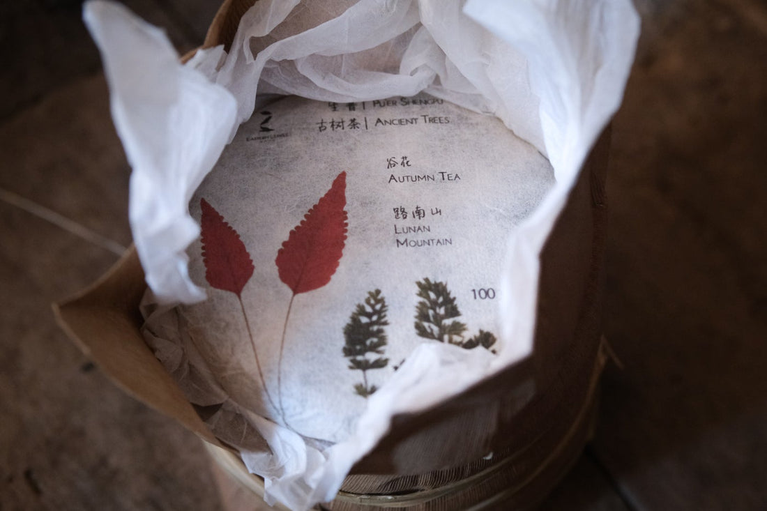 Pu'er sheng pu autumn harvest vintage and aged  in pressed cake, from Yunnan, Ancient trees gushu, and bamboo tong