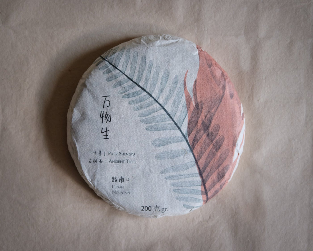 Pu'er sheng pu spring harvest vintage and aged in pressed cake, from Lunan Pasha Yunnan, Ancient trees gushu