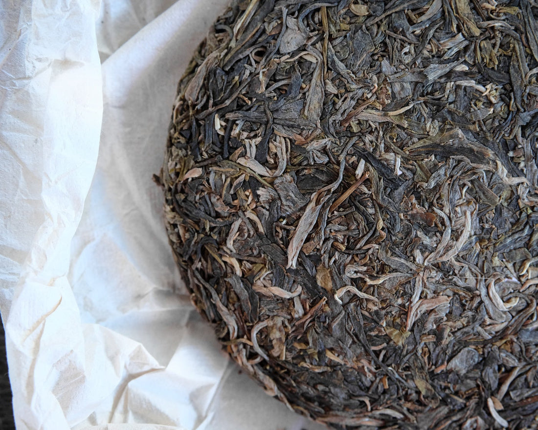 Pu'er sheng pu spring harvest, vintage and aged in pressed cake, from Nannuo Yunnan, forest tea, leaf detail