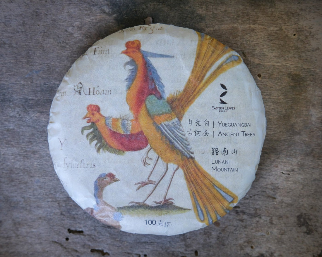 Yueguangbai white tea cake, ancient tree gushu white tea, yunnan, china