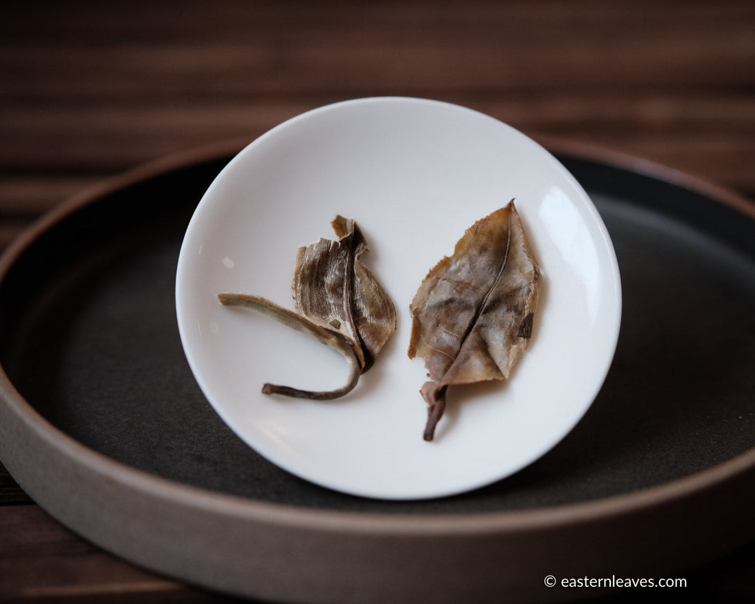 Yueguangbai white tea cake, ancient tree gushu white tea, yunnan, china