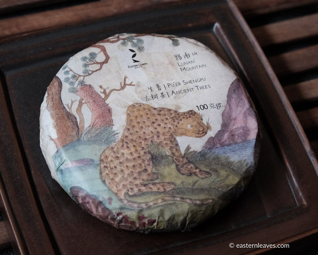 Pu'er shengpu ancient trees gushu in pressed cake, from Yunnan, China. 2021 spring tea