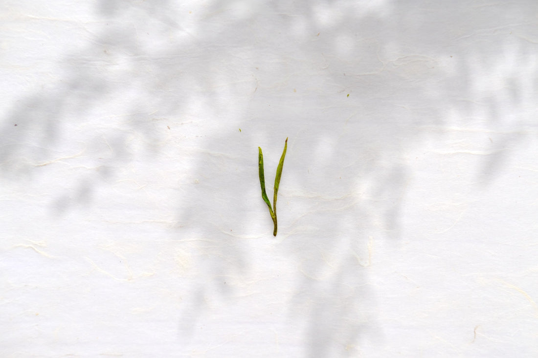 2022 Anjibaicha 安吉白茶, pre-Qingming - Eastern Leaves