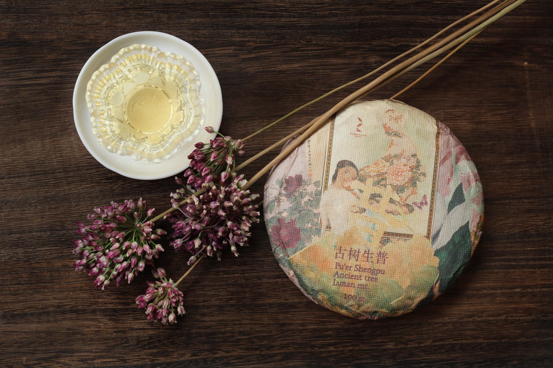 2023 Pu'er Shengpu, Ancient Trees Stone-pressed cake - Eastern Leaves