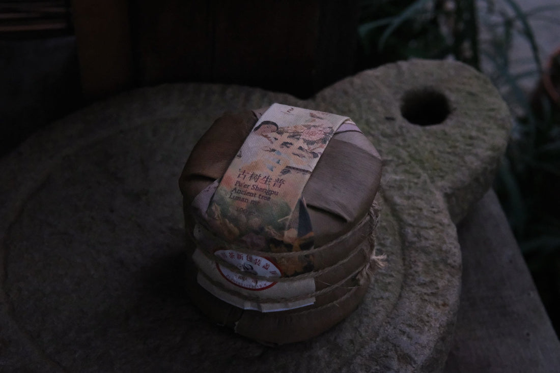 2023 Pu'er Shengpu, Ancient Trees Stone-pressed cake - Eastern Leaves, Yunnan, premium, handcrafted, farmer