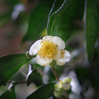Camellia Assamica Flowers - Our trees in Autumn - Eastern Leaves