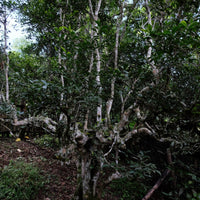 Eastern Tea Club, Chapter 1: Nánnuò 南糯 - Eastern Leaves