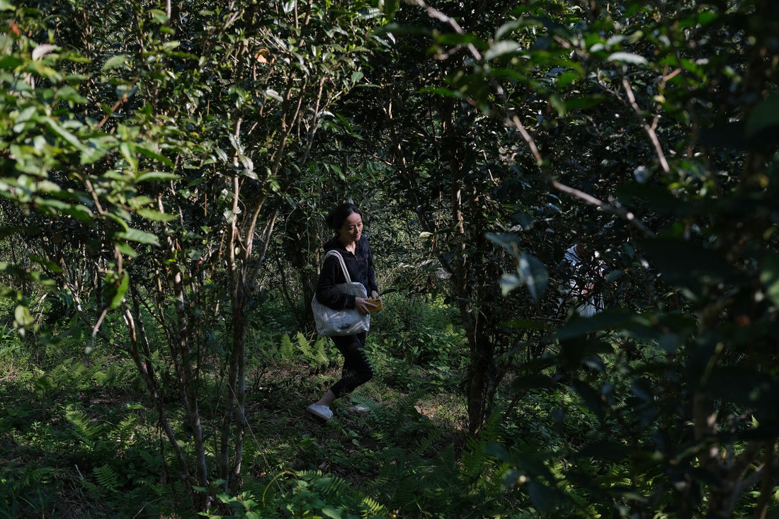 Eastern Tea Club, Chapter 2: Yìwǔ 易武 - Eastern Leaves