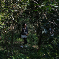 Eastern Tea Club, Chapter 2: Yìwǔ 易武 - Eastern Leaves