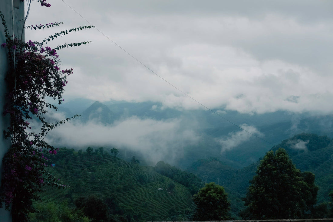Eastern Tea Club, Chapter 2: Yìwǔ 易武 - Eastern Leaves