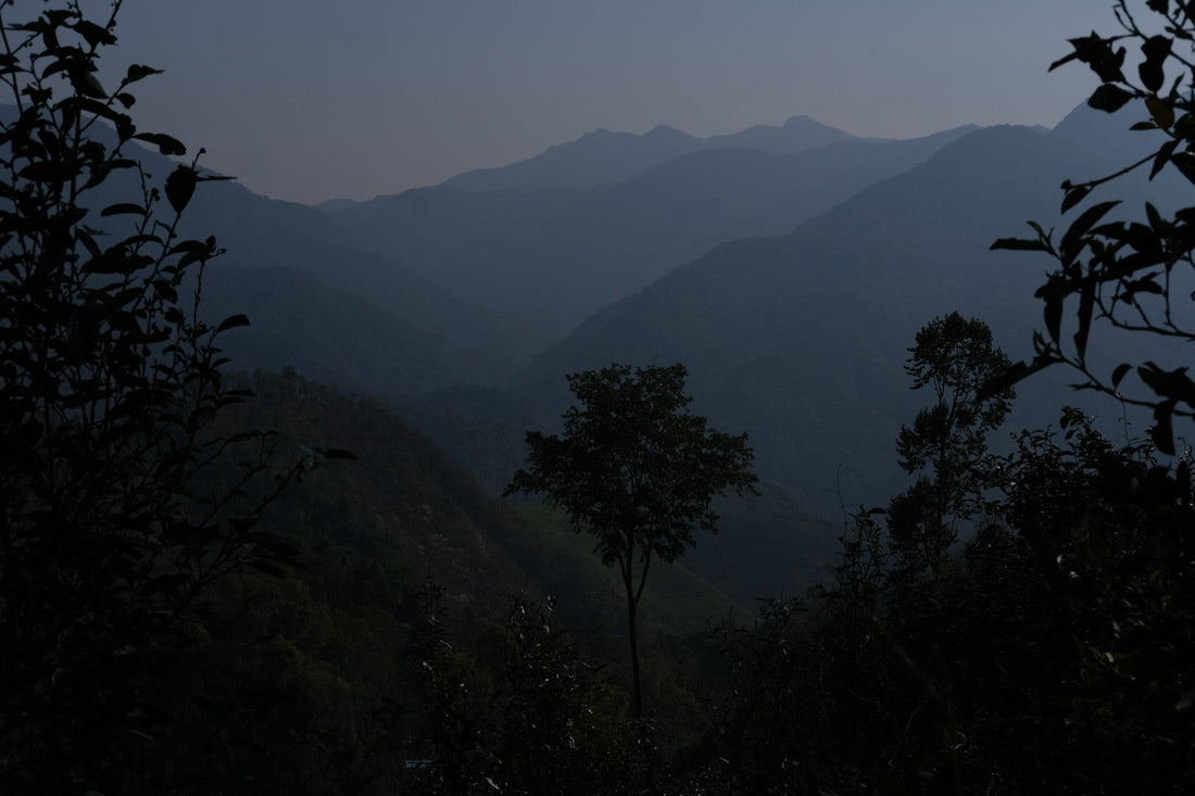Eastern Tea Club, Chapter 2: Yìwǔ 易武 - Eastern Leaves