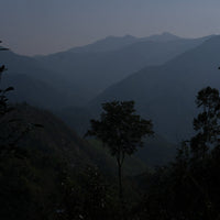 Eastern Tea Club, Chapter 2: Yìwǔ 易武 - Eastern Leaves