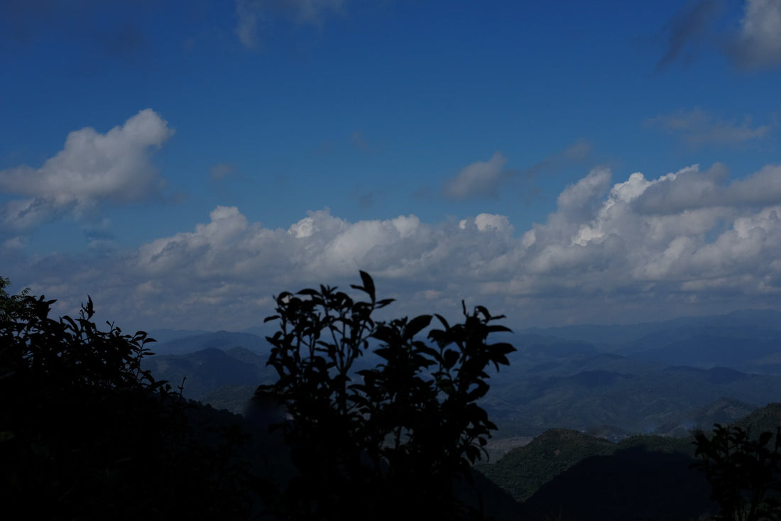 Eastern Tea Club, Chapter 2: Yìwǔ 易武 - Eastern Leaves