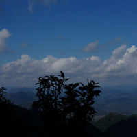 Eastern Tea Club, Chapter 2: Yìwǔ 易武 - Eastern Leaves