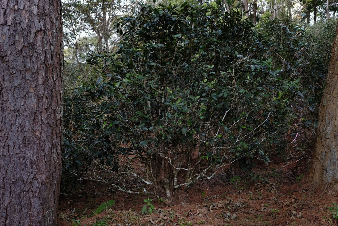 Eastern Tea Club, Chapter 2: Yìwǔ 易武 - Eastern Leaves