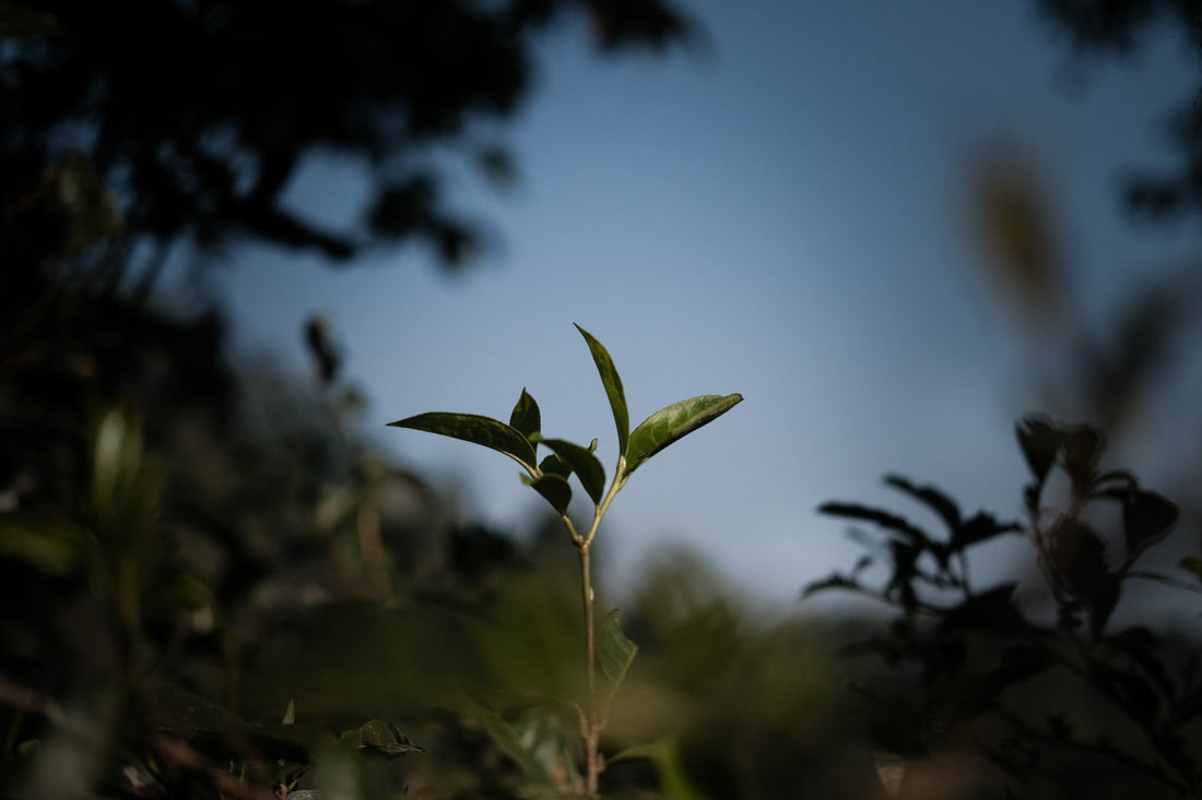 Eastern Tea Club, Chapter 2: Yìwǔ 易武 - Eastern Leaves