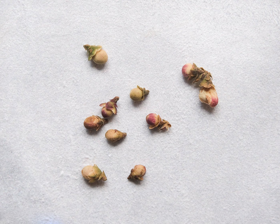 ziya purple tea flowers Chinese tea from Yunnan, Lincang; pink blossoms