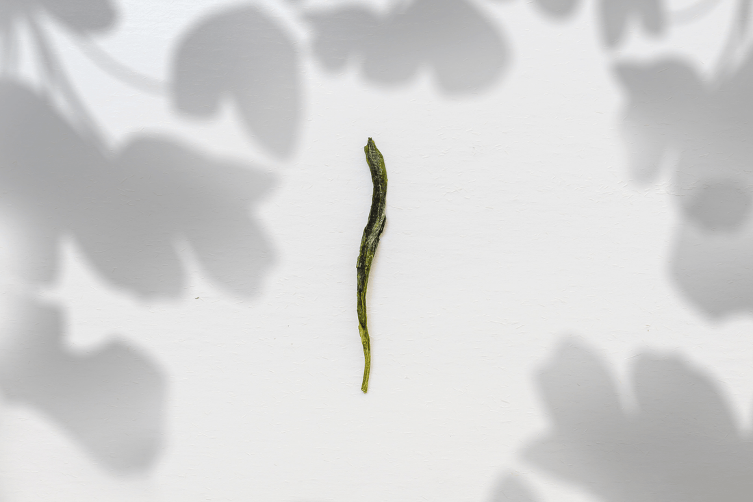 Taiping Houkui 太平猴魁 - Green Tea - Eastern Leaves